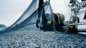 heitsuk-herring-fishery